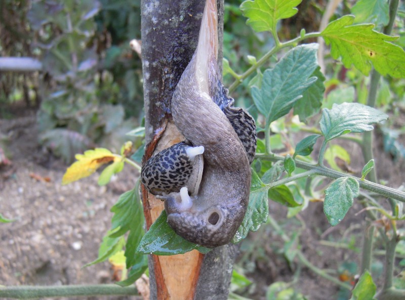 Limax del maximus-gruppo in accoppiamento da Cosenza